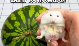 吃瓜的耗子,吃瓜耗子的趣味生活点滴