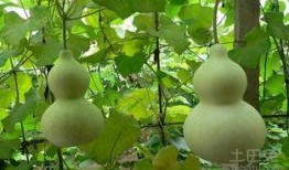 孕早期可以吃葫芦瓜吗