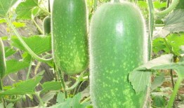 吃瓜带提取码,带你领略神秘内容的魅力