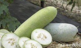 吃瓜菜带的年代