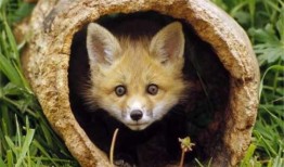 狐狸在中间吃瓜,瓜中寻乐