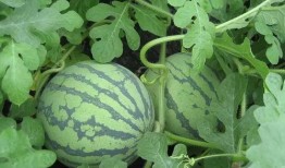 潇潇吃瓜后续,揭秘娱乐圈风云再起