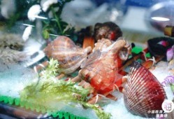 桑拿鸡吃瓜,揭秘夏日消暑新潮流