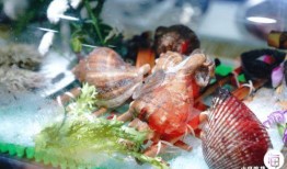 桑拿鸡吃瓜,揭秘夏日消暑新潮流