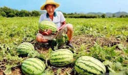 瓜农 吃瓜,甜蜜事业中的欢乐时光