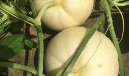 河北铺吃瓜么,揭秘吃瓜群众的欢乐盛宴