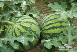 吃西瓜怎么挑选瓜,教你轻松选到甜美多汁的夏日佳果