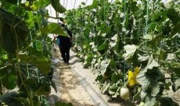 亭子吃瓜视频,揭秘网络热梗背后的趣味与思考