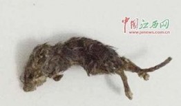 吃瓜群众老鼠视频大全