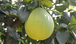 柚 吃瓜,探寻夏日消暑美食的奥秘