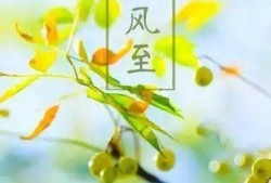 小暑吃瓜避暑品茶,吃瓜避暑，品茶养生，清凉一夏