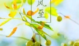 小暑吃瓜避暑品茶,吃瓜避暑，品茶养生，清凉一夏