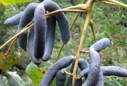 吃猫儿屎瓜,吃猫儿屎瓜的神奇功效与传说