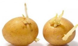 麻子吃瓜,揭秘娱乐圈的甜蜜与苦涩