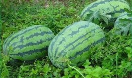 春天吃伊丽莎白瓜好吗,春季品尝伊丽莎白瓜的益处与美味