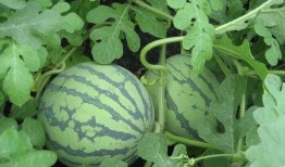 指人吃瓜,揭秘网络热议背后的真相与趣味