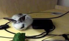 软萌兔兔吃瓜,软萌兔兔的瓜田奇遇记