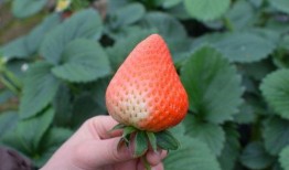 草莓吃瓜视频,揭秘网红美食背后的故事