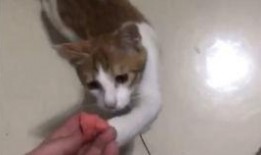 美女吃瓜跟猫说话,美女吃瓜与猫咪的温馨对话