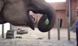 大象西瓜吃瓜技巧,轻松掌握美味秘诀