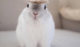 软萌兔兔吃瓜,软萌兔兔的瓜田奇遇记