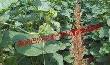 下雨大棚里吃瓜,瓜香四溢的夏日盛宴