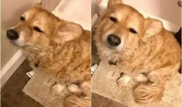 抓赌狗吃瓜群众