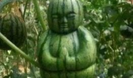 吃瓜网友图,揭秘吃瓜网友图背后的热点事件