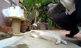 黄毛吃瓜,揭秘娱乐圈的幕后故事