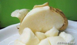 土瓜怎么吃营养,解锁健康美味新选择