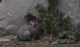 软萌兔兔吃瓜,软萌兔兔的瓜田奇遇记