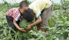 深圳高中吃瓜事件,校园风波背后的真相与反思