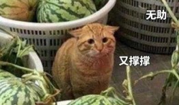 吃瓜不白吃,网络热词背后的趣味与思考