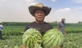 金川吃瓜视频