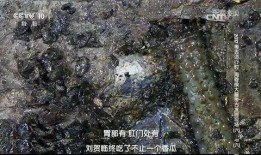 吃瓜群众考古,揭秘千年古文明之谜