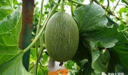 夏天吃瓜照片人,一张照片里的清凉时光