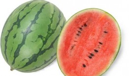 吃西瓜怎么挑选瓜,教你轻松选到甜美多汁的夏日佳果