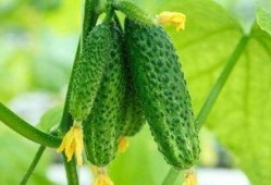 河北铺吃瓜,瓜田里的夏日风情