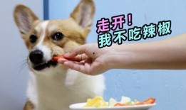 吃瓜柯基,揭秘网红宠物的日常趣事