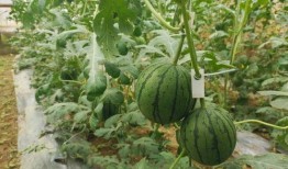 吃瓜怎么最快,速览娱乐圈风云