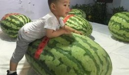 吃瓜群众421事件,吃瓜群众热议的焦点事件深度解析