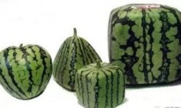 没熟的瓜别吃,安全饮食的智慧提醒
