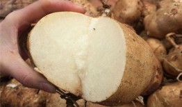 吃土瓜过后,一场味蕾与自然的邂逅