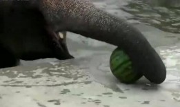 大象西瓜吃瓜技巧,轻松掌握美味秘诀
