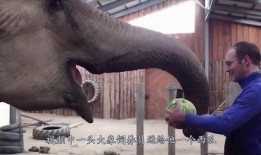 大象西瓜吃瓜技巧,轻松掌握美味秘诀