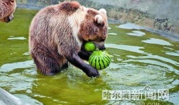 保护动物吃瓜视频,共赏动物食瓜瞬间
