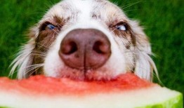 狗狗吃蓝瓜吐了