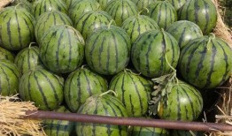 微山县吃瓜记录,探寻微山县的甜蜜记忆