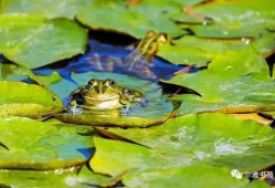 梦见青蛙吃小瓜,青蛙与瓜果的奇幻对决