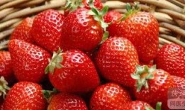 草莓吃瓜视频,揭秘网红美食背后的故事